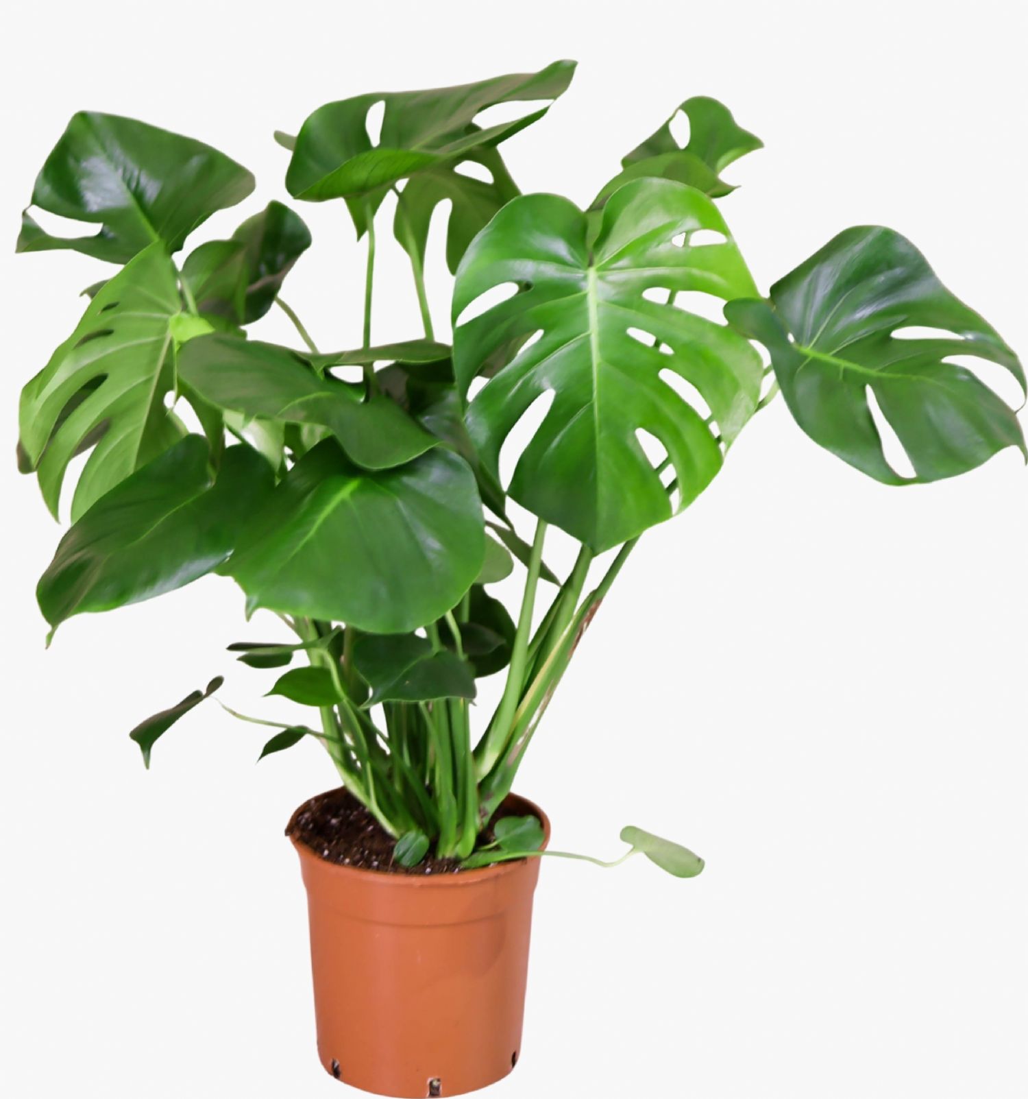 salon bitkisi b�y�k boy 